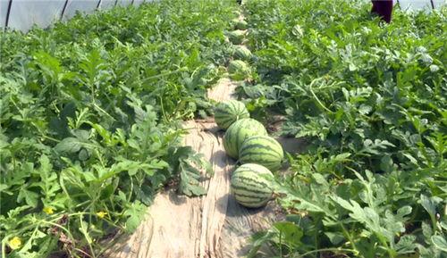 沛县吃瓜最新事件爆料,揭秘背后真相与争议 第2张 沛县吃瓜最新事件爆料,揭秘背后真相与争议 第2张